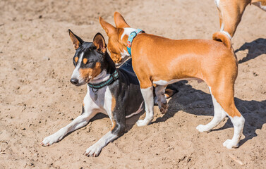 Basenji playing at city park. Dog is best human friend. Pet lifestyle