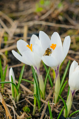 Honey bee on a white crocus flower. Selective focus. A bee collects nectar from the first spring flowers on a sunny day. Macro photography.