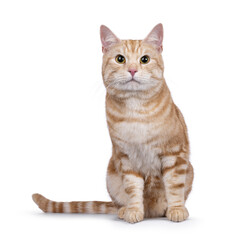 Handsome European Shorthair cat, sitting up facing front. Looking straight to camera. isolated on a white background.