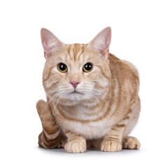 Handsome European Shorthair cat, laying down facing front. Looking straight to camera. isolated on a white background.