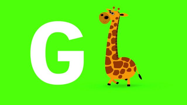 G letter big color like giraffe cartoon animation. Animal loop. Educational serie with bold style character for children. Good for education movies, presentation, learning alphabet, etc...