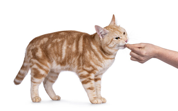 Handsome European Shorthair cat,standing side ways eating candy from human hand. Looking away from camera. isolated on a white background.