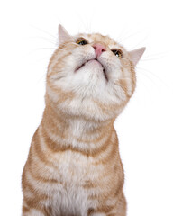 Funny head shot from handsome European Shorthair cat, sitting up facing front. Looking up showing chin  to camera. isolated on a white background.