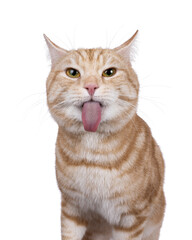 Funny head shot from handsome European Shorthair cat, sitting up facing front. Looking straight to camera and sticking out tongue. isolated on a white background.