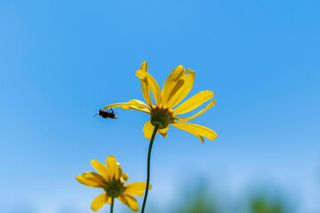 Insecte sur un pétale © PPJ