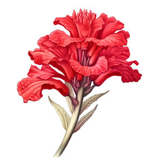Illustration of a red canna lily with detailed petals and leaves - obrazy, fototapety, plakaty