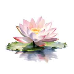Illustration of a blooming lotus flower with reflection on water