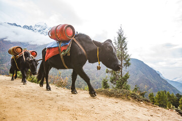 Black and yaks carries a load, Nepal