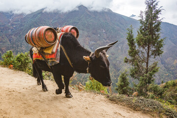 Black yak carries a load, Nepal - 780366501