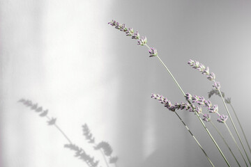Flower. Bouquet of lavender at home, shadow of flowers in wall.