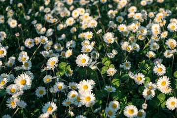 Chamomile flower field. Daisy in the nature. Flowers in summer day.