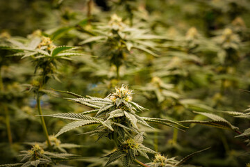 Medical marijuana or Cannabis cultivation  leaves. making medicine and herb product.Alternative medicine concepts.