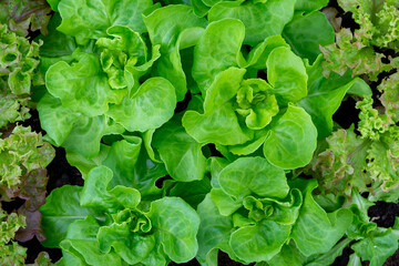 fresh lettuce Lactuca sativa in the garden