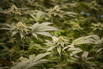 Medical marijuana or Cannabis cultivation  leaves. making medicine and herb product.Alternative medicine concepts.