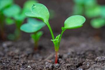 young radish sprout in the spring - obrazy, fototapety, plakaty