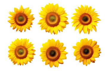 Sunflowers Arranged on White Background. On a White or Clear Surface PNG Transparent Background.