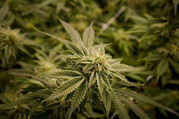 Medical marijuana or Cannabis cultivation  leaves. making medicine and herb product.Alternative medicine concepts.