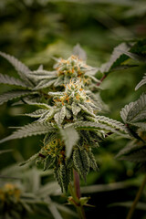 Medical marijuana or Cannabis cultivation  leaves. making medicine and herb product.Alternative medicine concepts.