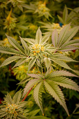 Medical marijuana or Cannabis cultivation  leaves. making medicine and herb product.Alternative medicine concepts.