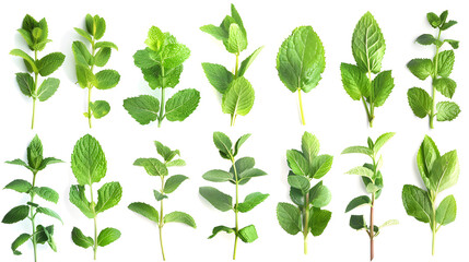 Various types of mint leaves displayed on a white background - obrazy, fototapety, plakaty