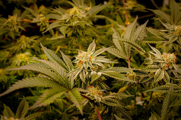 Medical marijuana or Cannabis cultivation  leaves. making medicine and herb product.Alternative medicine concepts.