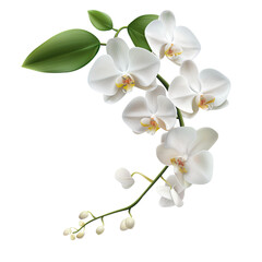 Naklejka na ściany i meble Realistic and elegant white orchid, clean-cut edges for easy layering and use.