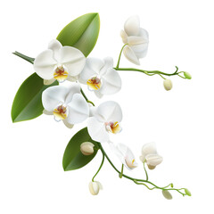 Obraz na płótnie Canvas Realistic and elegant white orchid, clean-cut edges for easy layering and use.