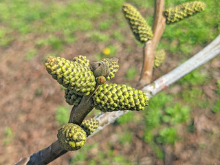 Black walnut (Juglans ) buds close up. Walnut blooms, branch with buds on a green background. flower of walnut on the branch of tree in the spring.