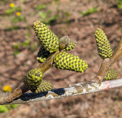 Black walnut (Juglans ) buds close up. Walnut blooms, branch with buds on a green background. flower of walnut on the branch of tree in the spring.