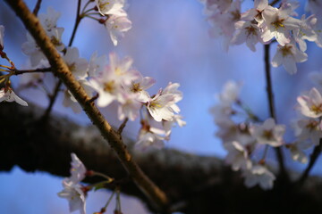 淡墨桜