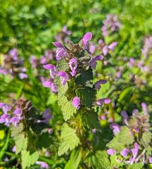Lamium purpureum, known as red or purple dead-nettle, in the garden.