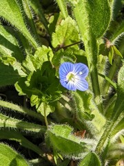 Blue flower Persian speedwell or Veronica persica on stem macro, selective focus, shallow DOF.