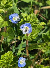 Blue flower Persian speedwell or Veronica persica on stem macro, selective focus, shallow DOF.