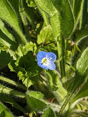 Blue flower Persian speedwell or Veronica persica on stem macro, selective focus, shallow DOF.