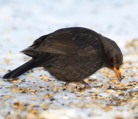 Black, bird and seed in nature with snow for winter, wildlife and natural habitat or environment...