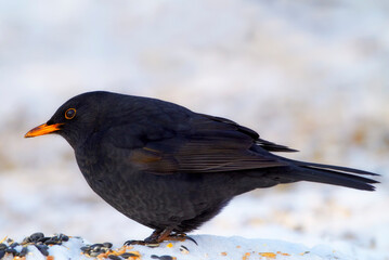 Black, bird and food in nature with snow for winter, wildlife and natural habitat or environment for animal. Blackbird, survival and hungry in cold weather in Europe for adaptation and closeup