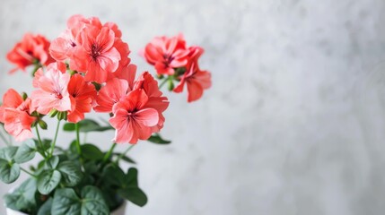 Vibrant pink geranium flowers with delicate petals and fresh green leaves in natural bloom