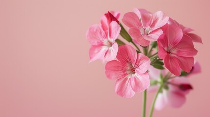Close-up of vibrant pink geranium flowers with blossoming petals and soft flora background