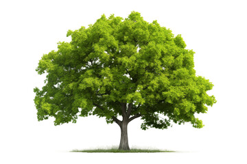 Fototapeta na wymiar Tree With Green Leaves on White Background. On a White or Clear Surface PNG Transparent Background.