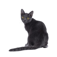 Cute Korat kitten, sitting backwards on edge. Looking over shoulder straight to camera. Isolated cutout on a transparent background.