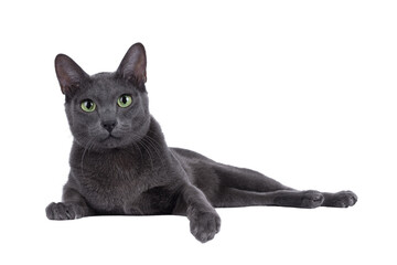 Young adult Korat cat, laying down on an edge. Looking straight to camera with mesmerizing green eyes. Isolated cutout on a transparent background.