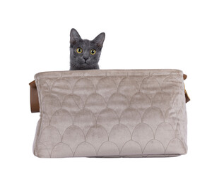 Cute Korat kitten, sitting in beige velvet basket. Looking over edge beside camera. Isolated cutout on a transparent background.