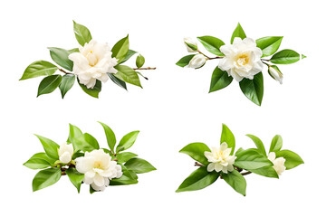 Obraz premium White tea flower isolated on white 