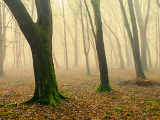Magical autumn forest in the morning fog. misty landscape with trees and fallen leaves. Atmospheric foggy woodland.