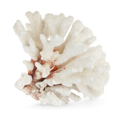 Beautiful exotic sea coral isolated on white