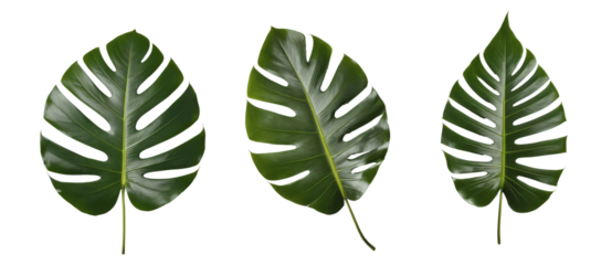 three green monstera leaves isolated on transparent background