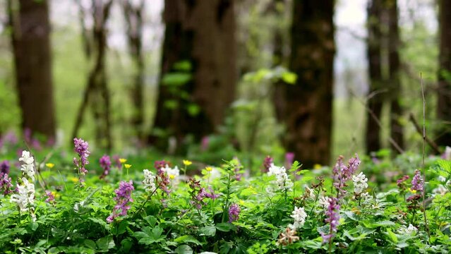 spring forest nature blur background 4k 30fps video