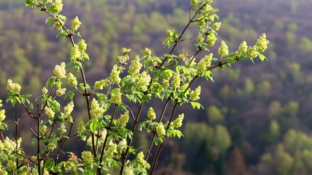 spring plants in the sun blur 4k 30fps video