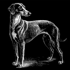 A Dog Foxhound full body side view in Engraving Style, White on a Black Background, using Negative Space. AI generated.