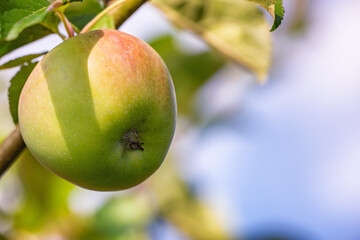 Apple, farm and orchard in closeup on tree, nutrition or food production in countryside. Growth, leaves and fruit for ecology, development and agriculture for healthy diet with organic produce